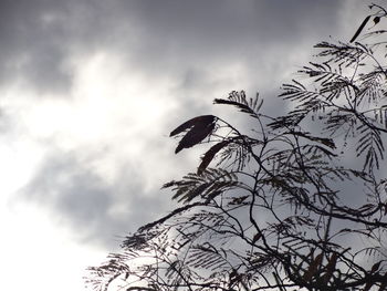 Low angle view of bird perching on tree against sky