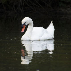 Swan swimming in lake