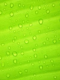 Full frame shot of raindrops on leaf