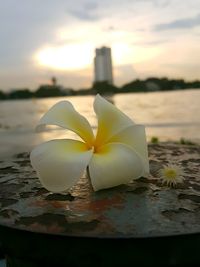 Close-up of white flower floating on water against sky during sunset