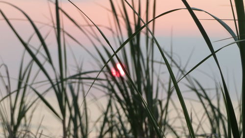 Close-up of grass on field against sky during sunset