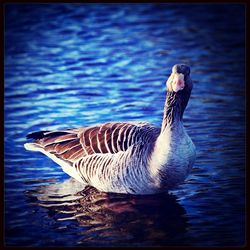 Bird in water