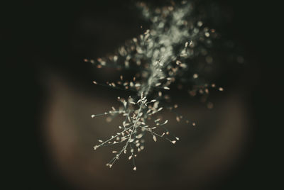 Close-up of plant growing outdoors