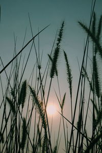 Close-up of silhouette grass on field against sunset sky