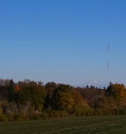 Trees on field against clear blue sky