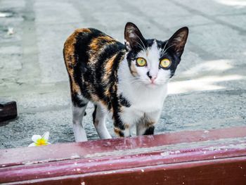 Portrait of cat sitting outdoors