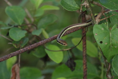 Close-up of fresh green leaves on branch