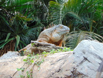 Close-up of a lizard on rock