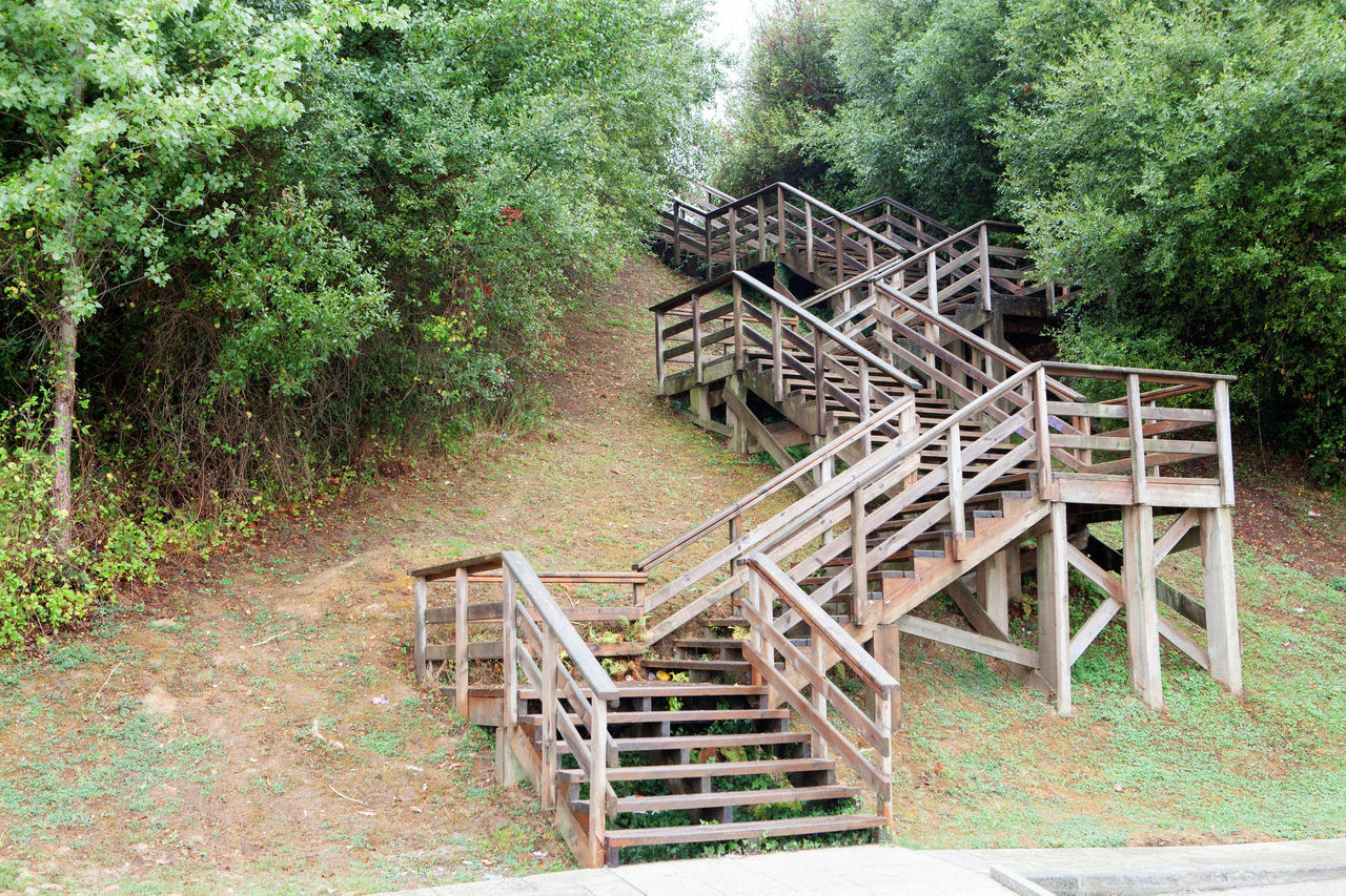 EMPTY WOODEN BRIDGE IN FOREST