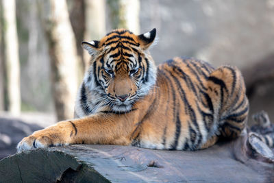 Tiger resting in a zoo