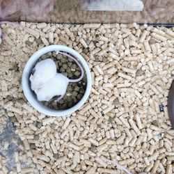 High angle view of food in bowl