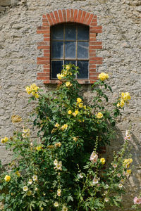 Flowers growing on wall of building