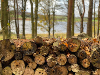 Stack of logs in forest