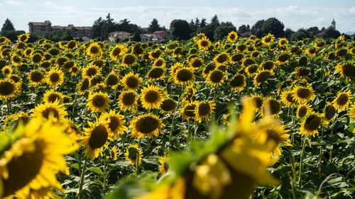 Close-up of yellow flowering plants on field