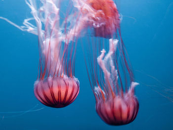 Close-up of jellyfish swimming in sea