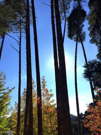 Low angle view of trees in forest against sky