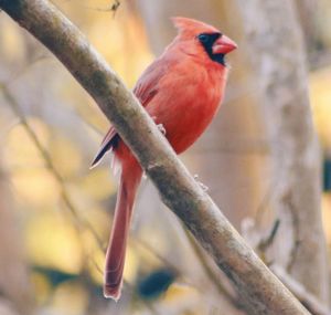 Close-up of bird perching on branch