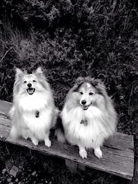 High angle portrait of dog sitting outdoors