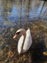 High angle view of swan swimming in lake