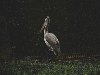 View of a bird on field