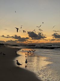 Birds flying over beach during sunset