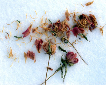 Close-up of dried flowers on snow