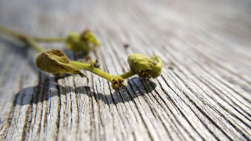 Close-up of leaf on wooden table