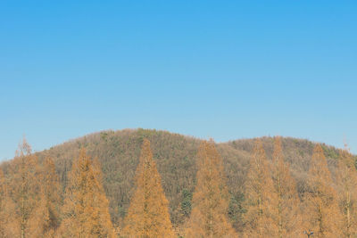 Scenic view of forest against clear blue sky