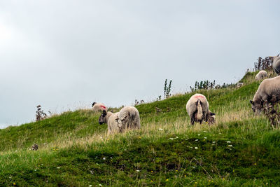 Horses grazing in a field