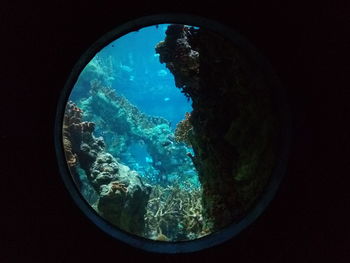 Close-up of swimming underwater