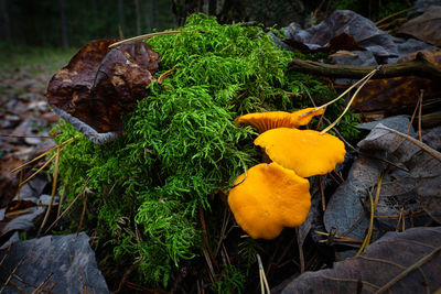 Close-up of yellow mushrooms growing on field