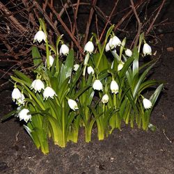 Close-up of white flowers blooming in field