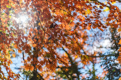 Low angle view of autumnal tree against sky