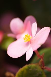 Close-up of pink lotus water lily