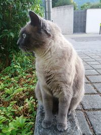 Close-up of a cat looking away