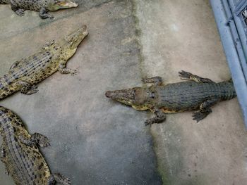 High angle view of lizard on wall