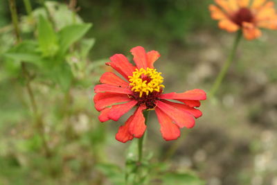 Close-up of red flower