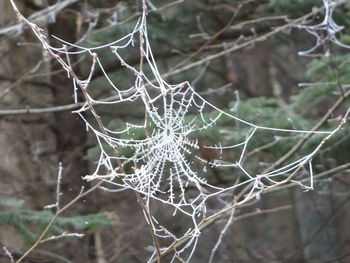 Close-up of spider web on tree