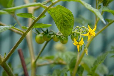 Close-up of yellow berries on plant