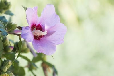 Close-up of pink flowering plant