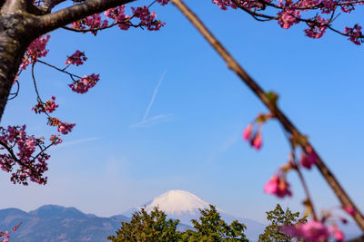 Low angle view of flowering plants against sky