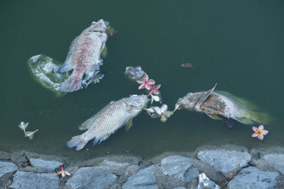 High angle view of fish swimming in sea