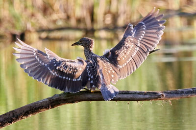 Bird flying over lake