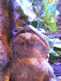 Close-up of turtle in aquarium