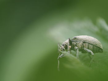 Close-up of insect on leaf