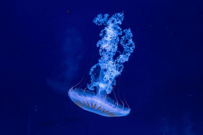 Jellyfish swimming in sea