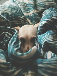 Close-up of dog relaxing on bed