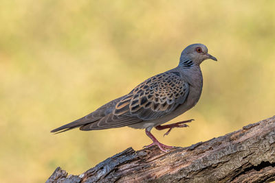 Close-up of bird perching on wood