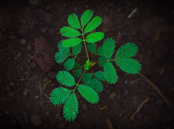 High angle view of plant growing on field