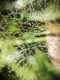 Full frame shot of wet plants during rainy season